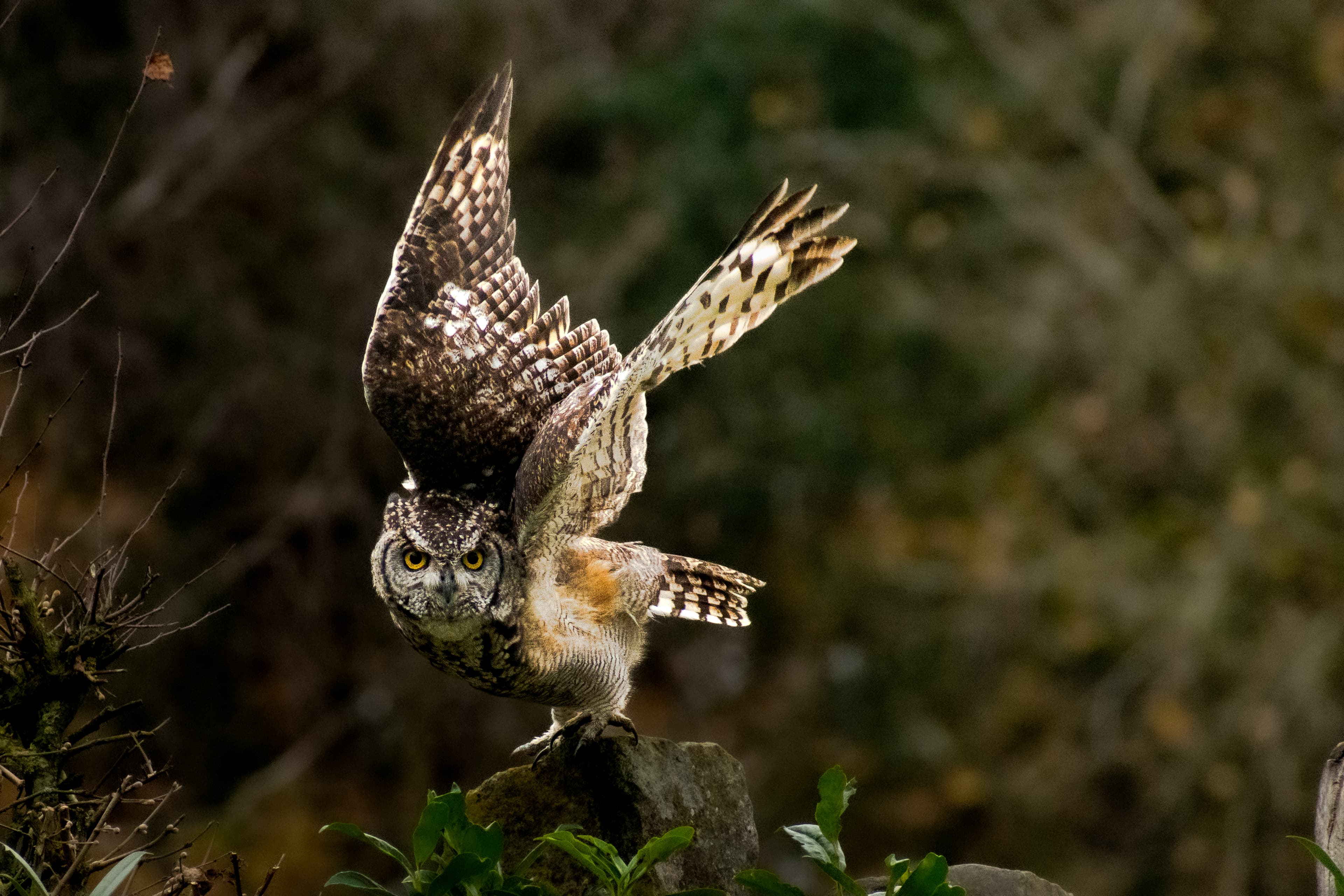 Uil – Beekse Bergen